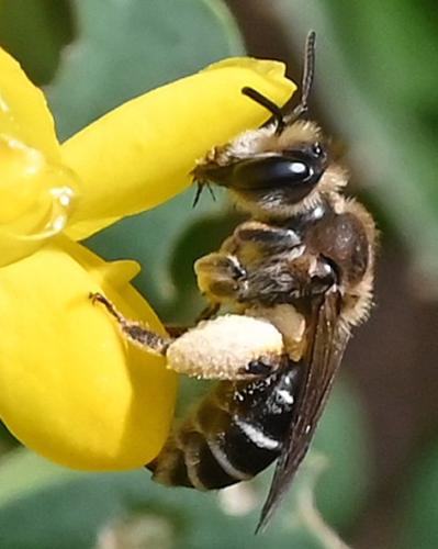 Réf. 357 692 : Andrena sp.